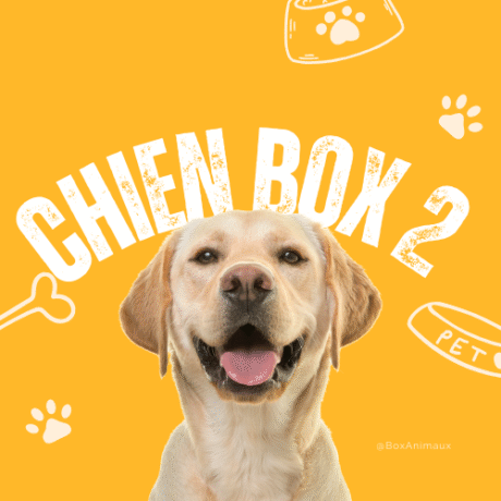 Chien Box 3