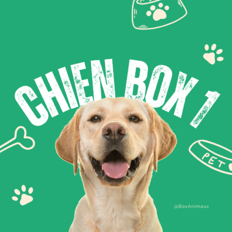 Chien Box 1